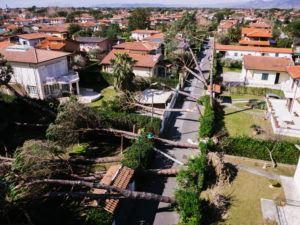 Trees fallen in town